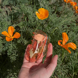 California Poppy Claw - Orange Acetate Flower Hair Clip
