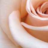 Sensual - Aromatherapy Shower Mist