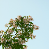 Sensual - Aromatherapy Shower Mist