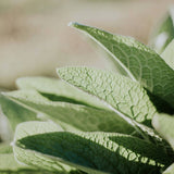 Awaken - Aromatherapy Shower Mist